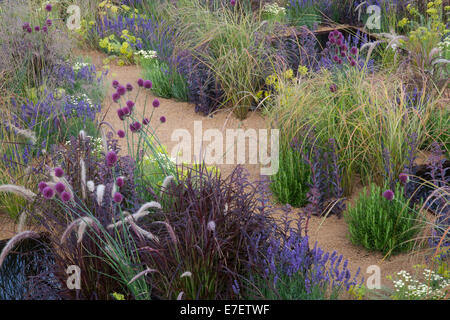 English modern gravel garden with planting of ornamental grass grasses alliums lavender plants growing flower beds garden border Summer England GB UK Stock Photo