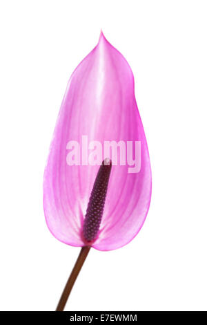 purple Anthurium isolated on white background Stock Photo