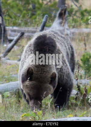 Grizzly Bear in Yellowstone National Park Fall Feeding before a long winters nap Stock Photo