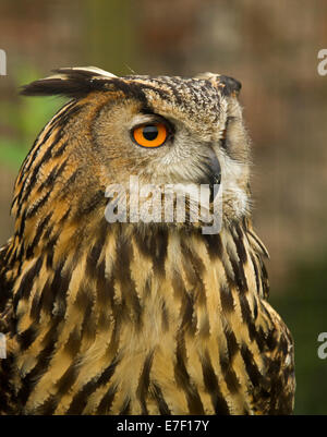 Close up of face and eyes of British eagle owl, Bubo bubo, at World Owl Centre, Muncaster Castle near Ravenglass Cumbria England Stock Photo