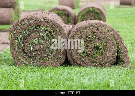 Rolls of turf ready for laying. Stock Photo