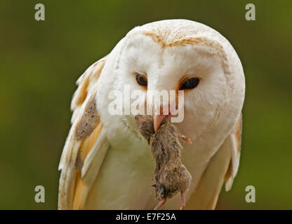 White breasted barn owl, Tyto alba, with mouse in beak at World Owl Centre at Muncaster Castle near Ravenglass,Cumbria, England Stock Photo