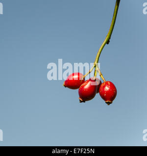 Red rosehips at a twig against blue sky Stock Photo