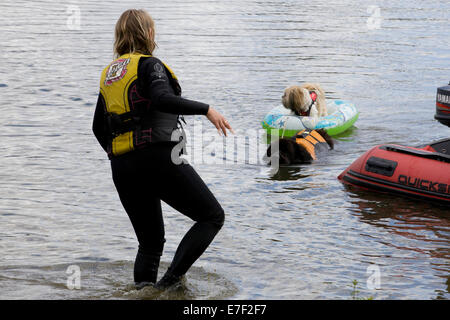Newfoundland Dog rescuing another dog in a ring from the water Stock Photo