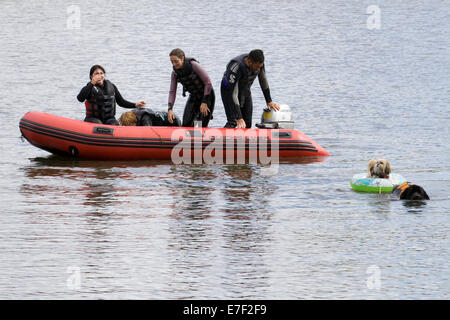 Newfoundland Dog rescuing another dog in a ring from the water Stock Photo