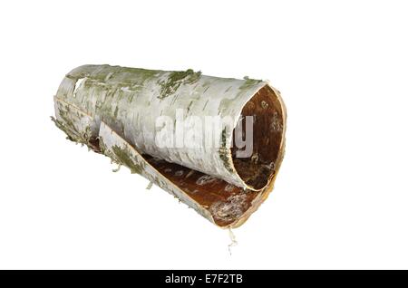 rolled up in roll birch's bark on white background, Stock Photo