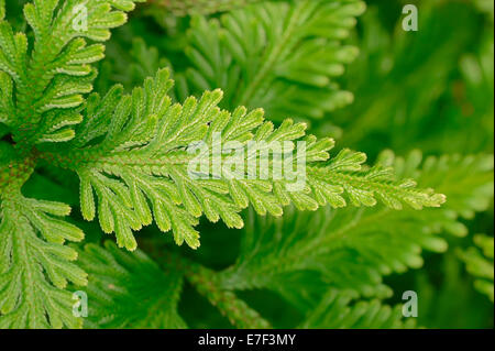 Spikemoss (Selaginella sp), leaf, native to Asia, ornamental plant, Germany Stock Photo