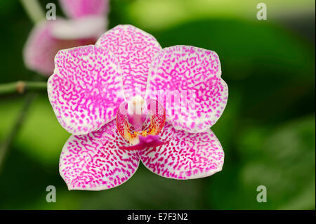 Moth Orchid (Phalaenopsis spp.), flower, Germany Stock Photo