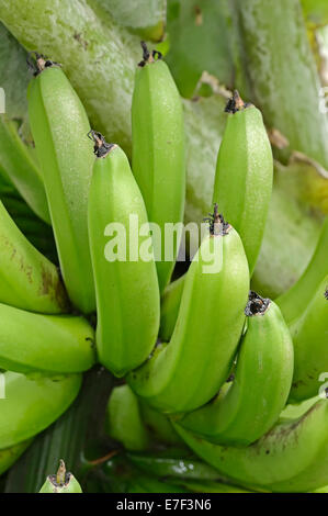 Banana tree, Bananas (Musa paradisiaca) Stock Photo