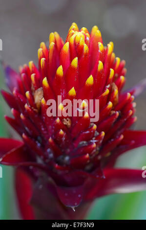 Guzmania (Guzmania conifera), bromeliad, flower, native to South America Stock Photo