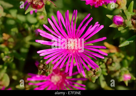 Hardy Pink Ice Plant (Delosperma cooperi, Mesembryanthemum cooperi), flower, native to Africa Stock Photo