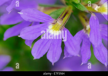 Fairy Fan-Flower or Common Fan-Flower (Scaevola aemula), flower, native to Australia and Tasmania Stock Photo