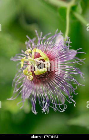 Passionflower or Purple Granadilla (Passiflora edulis), flower, native to South America Stock Photo