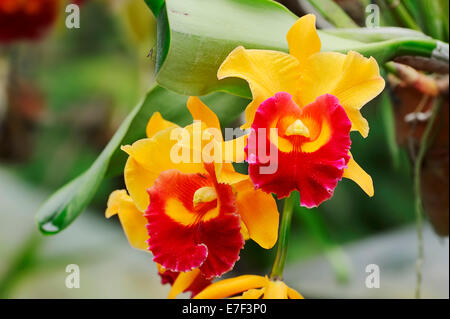 Orchid (Laeliocattleya, Cattleya x Laelia), flowers, Germany Stock Photo