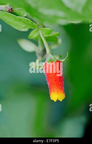 Candy Corn Vine Plant