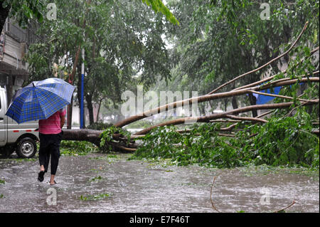 Qionghai, China's Hainan Province. 16th Sep, 2014. A man walks past broken branches in typhoon-hit Qionghai City, south China's Hainan Province, Sept. 16, 2014. Typhoon Kalmaegi landed in the island province on Tuesday morning. Credit:  Meng Zhongde/Xinhua/Alamy Live News Stock Photo