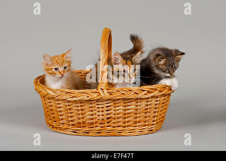 Siberian Forest Cat, kittens, 7 weeks, in a basket Stock Photo