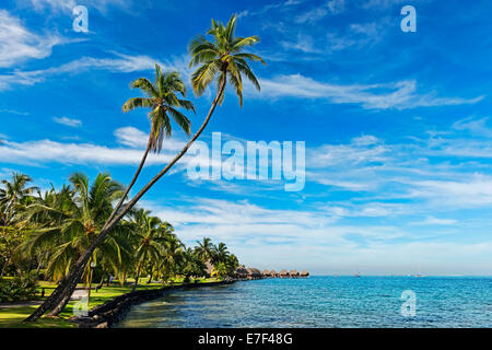 Palm trees on the shore in front of overwater bungalows, Moorea, French Polynesia Stock Photo