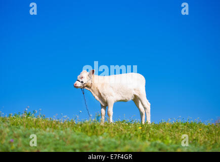 Cute calf on a green summer meadow Stock Photo