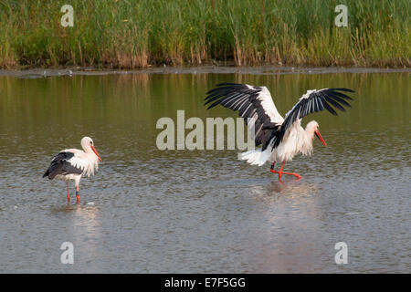 White Storks (Ciconia ciconia) standing in water, bathing, North Hesse, Hesse, Germany Stock Photo