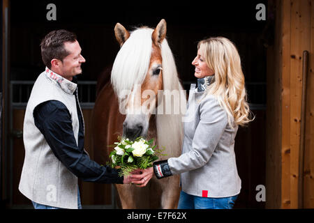 Man giving a woman flowers, Tyrolean Haflinger eating the flowers, North Tyrol, Austria Stock Photo