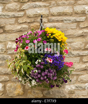 Hanging basket with spectacular mass of brightly coloured flowers, pink petunias, purple alyssum, blue lobelia, yellow calceolaria against stone wall