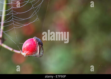 Rosa canina. Spiders web with dew connected to Dog Rose Hips on the bush in the English countryside Stock Photo