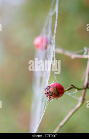 Rosa canina. Spiders web with dew connected to Dog Rose Hips on the bush in the English countryside Stock Photo