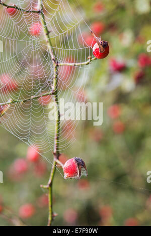 Rosa canina. Spiders web with dew connected to Dog Rose Hips on the bush in the English countryside Stock Photo