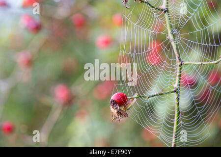 Rosa canina. Spiders web with dew connected to Dog Rose Hips on the bush in the English countryside Stock Photo