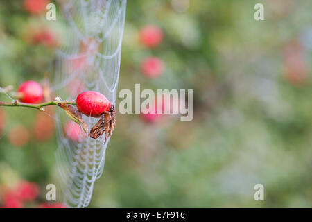 Rosa canina. Spiders web with dew connected to Dog Rose Hips on the bush in the English countryside Stock Photo