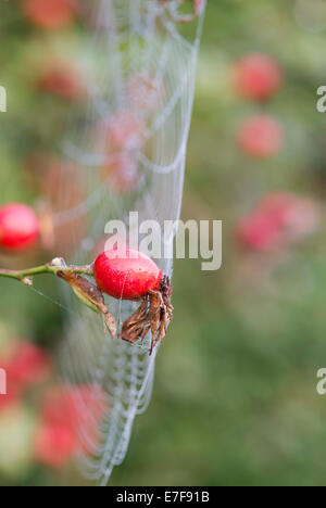 Rosa canina. Spiders web with dew connected to Dog Rose Hips on the bush in the English countryside Stock Photo