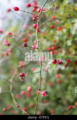 Rosa canina. Spiders web with dew connected to Dog Rose Hips on the bush in the English countryside Stock Photo