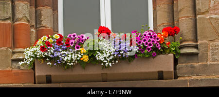 Collection of annual plants with brightly coloured flowers, including red petunias, blue lobelia, and white alyssum,  in window box, Congleton England Stock Photo