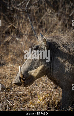 Warthog kneeling and eating Stock Photo
