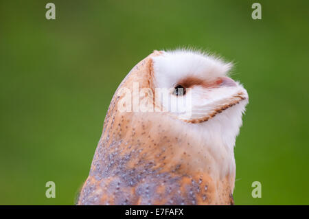 Barn owl (Tyto alba) portrait looking up against a green background.