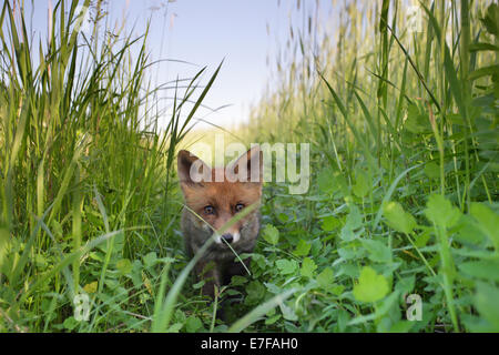 Red Fox pup (Vulpes vulpes) sneaking up in the grass. Wide angle shot. Stock Photo