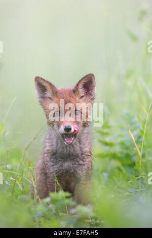 Red Fox pup (Vulpes vulpes) Stock Photo