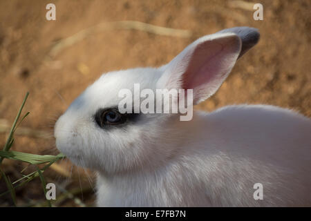 Portrait of a white rabbit with black around its eyes Stock Photo