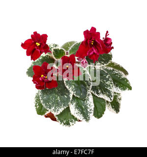 Red Saintpaulia Raspberry Rampage flowers isolated on white background Stock Photo