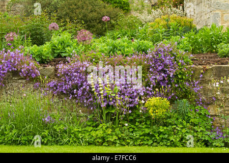 Colourful raised garden with mass of purple flowers and emerald foliage spilling over stone wall in historic city of Oxford England Stock Photo