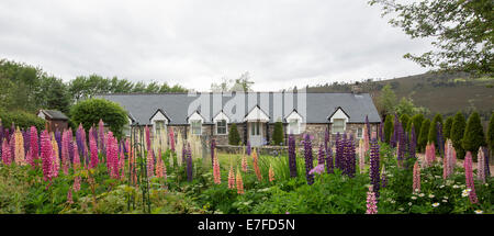 Panoramic view of country house / cottage in Scotland with garden with masses of tall brightly coloured lupins flowering Stock Photo