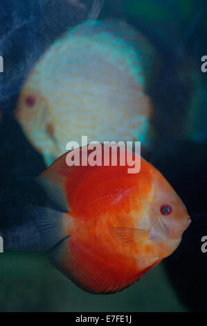 Super Red Melon Discus Fish & A White Diamond Discus cichlid Fish. Stock Photo