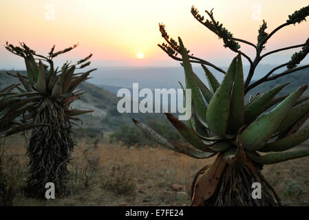 Gluckstad, KwaZulu-Natal, South Africa, African sunset in hills, Mountain Aloes, Aloe marlothii, landscape, plants, countryside, background Stock Photo