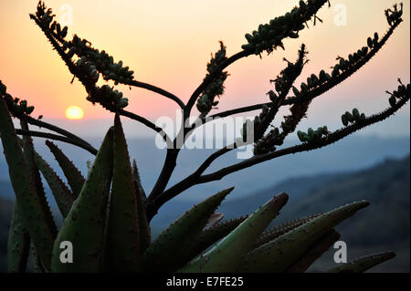 Gluckstadt, KwaZulu-Natal, South Africa, setting sun behind silhouette of Mountain Aloe, Aloe marlothii, in African country side Stock Photo