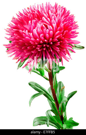 pink aster flower on a white background Stock Photo