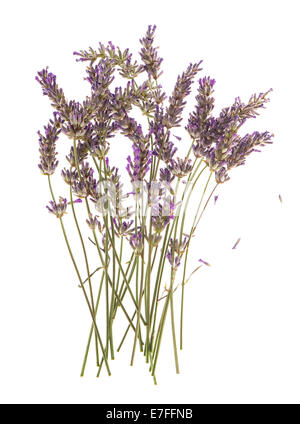 dry flowers of lavender plant isolated on white background Stock Photo