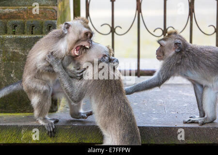 A group of monkeys fight for territory in Monkey Forest, Ubud, Bali, Indonesia. Stock Photo