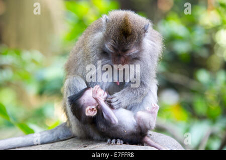 A protective mother protects and plays with her baby in Monkey Forest, Ubud, Bali, Indonesia. Stock Photo