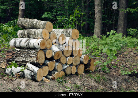 Wood stack in a forest during logging operations Stock Photo